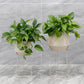 16"&19.5"H Set Of 2 Cream Grey Flowerpot